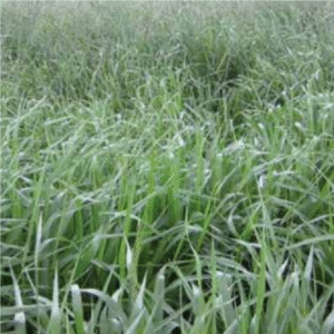 Brachiaria Brizanta Marandú