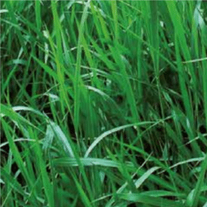 Brachiaria Decumbens