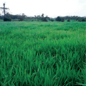 Brachiaria Hibrid Cayman Blend