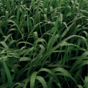 Brachiaria Hibrida CV. Mulato II