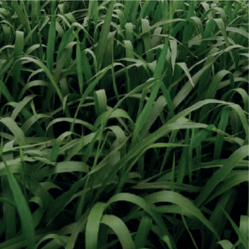 Brachiaria Hibrida CV. Mulato II