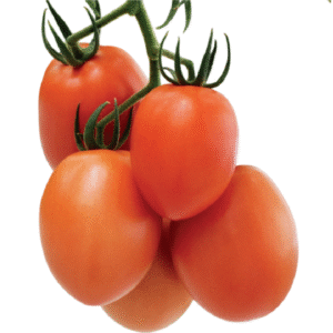 Tomate Syr Elian- San Marzano