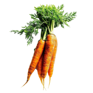 Zanahoria Bangor